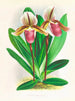 Cypripedium orphanum - Jean Jules Linden — visning af kunstværket