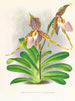 Cypripedium excelle var. Kimballianum - Jean Jules Linden — visning af kunstværket