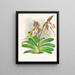 Cypripedium excelle var. Kimballianum - Jean Jules Linden — indrammet kunstværk på væggen