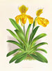 Cypripedium sallieri - Jean Jules Linden — visning af kunstværket