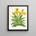 Cypripedium sallieri - Jean Jules Linden — indrammet kunstværk på væggen
