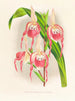 Cypripedium schroderae var. - Jean Jules Linden — visning af kunstværket