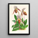 Cypripedium selligerum majus - Jean Jules Linden — indrammet kunstværk på væggen