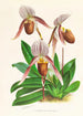 Cypripedium selligerum majus - Jean Jules Linden — visning af kunstværket
