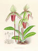 Cypripedium fier - Jean Jules Linden — visning af kunstværket
