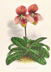 Cypripedium tessellatum - Jean Jules Linden — visning af kunstværket