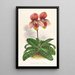 Cypripedium tessellatum - Jean Jules Linden — indrammet kunstværk på væggen