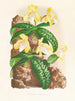 Cypripedium tonkinense - Jean Jules Linden — visning af kunstværket