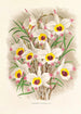 Dendrobium Falconeri - Jean Jules Linden — visning af kunstværket