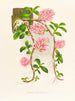Dendrobium bracteosum - Jean Jules Linden — visning af kunstværket
