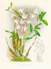 Dendrobium bursae - Jean Jules Linden — visning af kunstværket