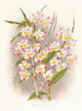 Dendrobium fra Devonian - Jean Jules Linden — visning af kunstværket