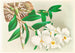 Dendrobium infundibulum - Jean Jules Linden — visning af kunstværket