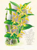 Dendrobium mirbelianum - Jean Jules Linden — visning af kunstværket