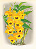 Dendrobium paxtoni - Jean Jules Linden — visning af kunstværket