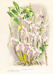 Dendrobium stratiotes - Jean Jules Linden — visning af kunstværket