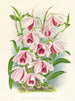 Dendrobium superbum var. - Jean Jules Linden — visning af kunstværket