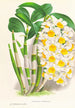 Dendrobium thyrsiflorum - Jean Jules Linden — visning af kunstværket