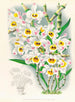 Dendrobium wardianum - Jean Jules Linden — visning af kunstværket