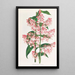 Epidendrum Paniculatum - Jean Jules Linden — indrammet kunstværk på væggen