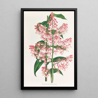 Jean Jules Linden - Epidendrum Paniculatum.webp