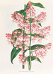 Epidendrum Paniculatum - Jean Jules Linden — visning af kunstværket