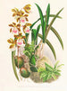 Épidendrum atropurpureum - Jean Jules Linden — visning af kunstværket