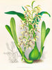 Épidendrum prismatocarpum - Jean Jules Linden — visning af kunstværket
