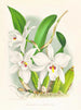 Laelia anceps var. hyène - Jean Jules Linden — visning af kunstværket