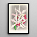 Laelia elegans - Jean Jules Linden — indrammet kunstværk på væggen