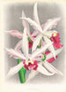 Laelia elegans - Jean Jules Linden — visning af kunstværket