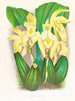 Lycaste costata - Jean Jules Linden — visning af kunstværket