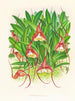Masdevallia bella - Jean Jules Linden — visning af kunstværket