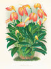 Masdevallia er vild - Jean Jules Linden — visning af kunstværket