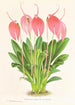 Masdevallia lindeni var grandiflora - Jean Jules Linden — visning af kunstværket