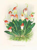 Masdevallia reichenbachiana - Jean Jules Linden — visning af kunstværket
