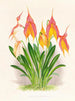 Masdevallia veitchiana - Jean Jules Linden — visning af kunstværket