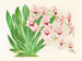 Miltonia vexillaria - Jean Jules Linden — visning af kunstværket