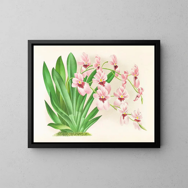 Miltonia vexillaria - Jean Jules Linden — indrammet kunstværk på væggen