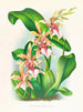 Odontoglossum hastilabium - Jean Jules Linden — visning af kunstværket