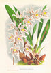 Odontoglossum Ruckerianum - Jean Jules Linden — visning af kunstværket