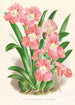Odontoglossum Vexillarium - Jean Jules Linden — visning af kunstværket