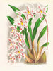 Odontoglossum alexandrae var. cutsemianum - Jean Jules Linden — visning af kunstværket