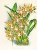 Odontoglossum boddaertianum-maleri - Jean Jules Linden — visning af kunstværket