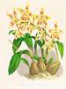 Odontoglossum coradinei var. grandiflorum - Jean Jules Linden — visning af kunstværket