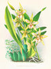 Odontoglossum duvivierianus-maleri - Jean Jules Linden — visning af kunstværket