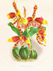 Odontoglossum stort maleri - Jean Jules Linden — visning af kunstværket