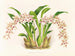 Odontoglossum lucianianum - Jean Jules Linden — visning af kunstværket