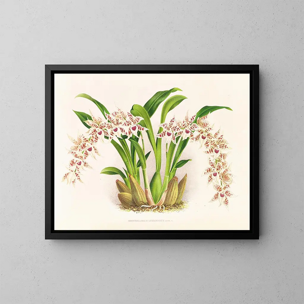 Odontoglossum lucianianum - Jean Jules Linden — indrammet kunstværk på væggen