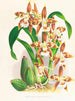 Odontoglossum luteopurpureum - Jean Jules Linden — visning af kunstværket